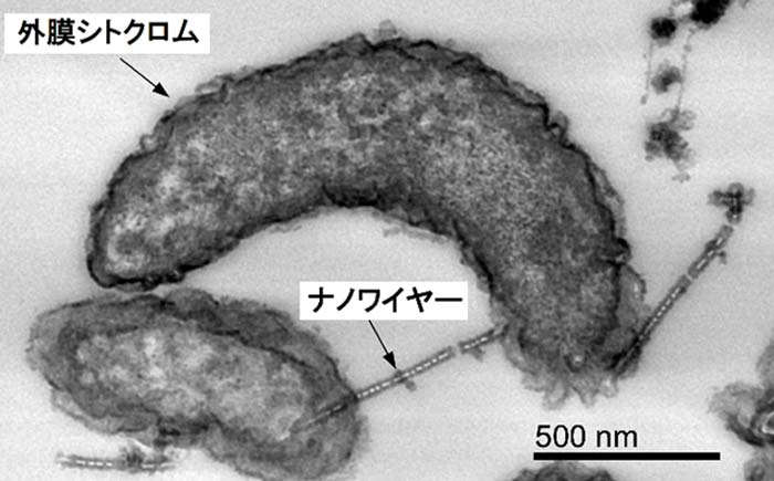 Nimsとriken 鉄腐食の原因菌が電子を引き抜く酵素を持つことを証明 Next Mobility ネクストモビリティ