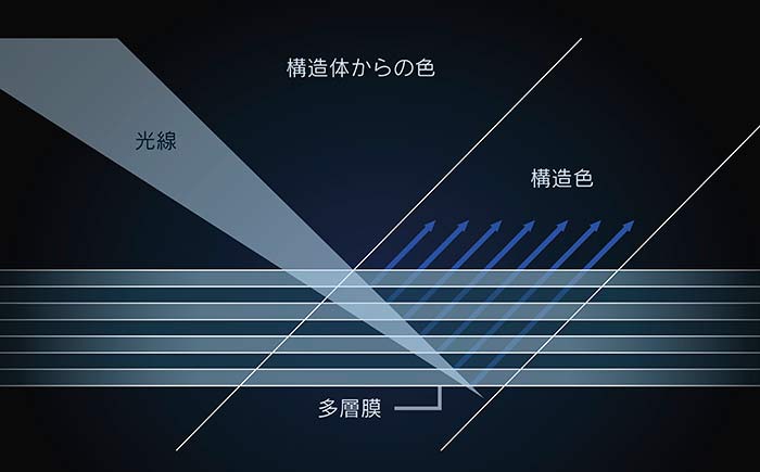 構造発色の原理。モルフォ蝶の羽の構造をもとに積層構造の顔料を開発。青以外の光は吸収し、青の光だけを強く反射させ、青色を発色。