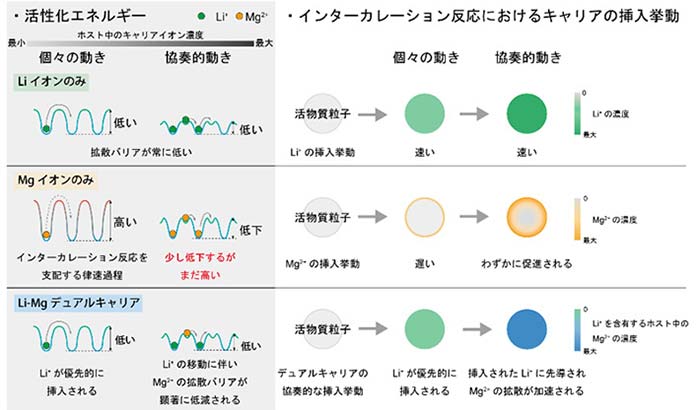 図4. インターカレーション反応における固体内拡散過程