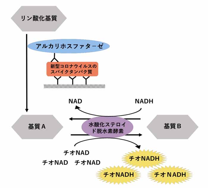 コロナ 抗原 検査 感度