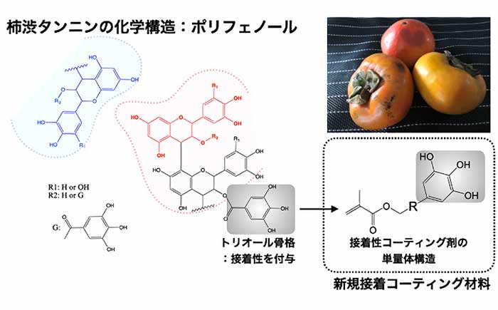 柿渋の成分に含まれるポリフェノール骨格をもつ新規接着コーティング材料の単量体構造